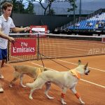 【画像】テニスの試合でボール拾い犬が登場　捨てイヌたちの再就職先として期待