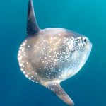 マンボウの新種発見 「カクレマンボウ」と命名