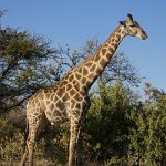 キリン「草食べたいから首伸ばそ！」←わかる　デンキナマズ「獲物狩るために放電しよ！」←は？