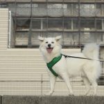 【朗報】犬がかわいくて困ってる