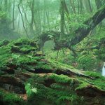 植物と人類の歴史