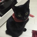 【画像あり】 ワイ、ネッコ飼い始めて1カ月