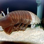 【訃報】 ダイオウグソクムシNo.5、脱皮途中で死ぬ　三重・鳥羽水族館