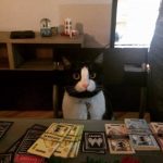 【画像】アレみたいな猫、見つかるwwwwwwww