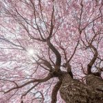 【速報】 ワイの能力「千本桜（サウザンドチェリーブロッサム）」が強すぎると話題に