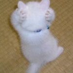 知らないほうが幸せだった雑学『ドアミラーが無いのは子供のため』