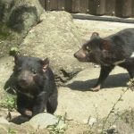 絶滅危惧のタスマニアデビル　 分散飼育で日本に　来日した２頭を多摩動物公園で公開