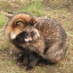 「タヌキは熊に捕食されない」←これ