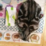 【画像】うちのネコ、上から見るとイノシシに見えるｗｗｗｗｗｗｗｗｗｗｗｗｗｗｗｗｗｗｗｗｗｗｗｗｗｗｗｗ